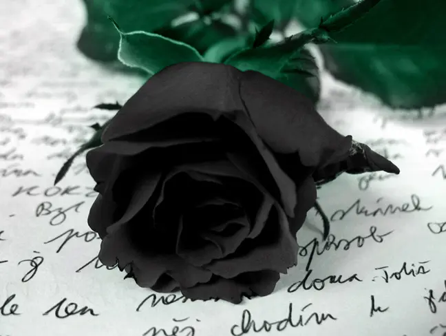446a3eb4ed9c256bceb68eb9f46d7aae.jpg